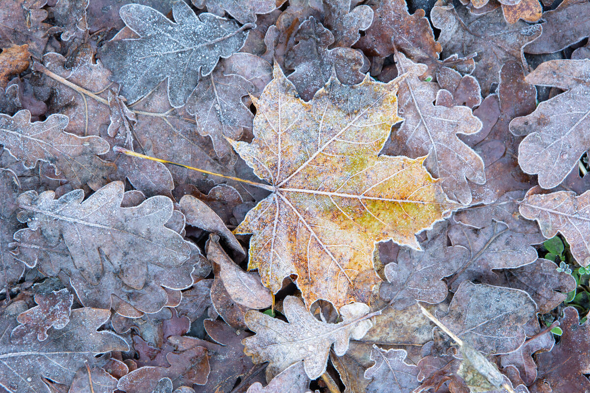 Ahornblatt mit Raureif auf winterlichem Waldboden, der von Eichenlaub bedeckt ist