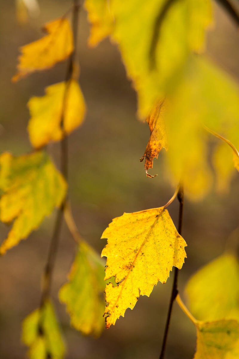 Birkenlaub an herabhängenden Zweigen, das der Herbst hat gelb werden lassen