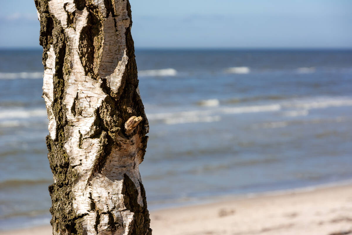 Birkenstamm am Strand der Ostsee im Frühjahr