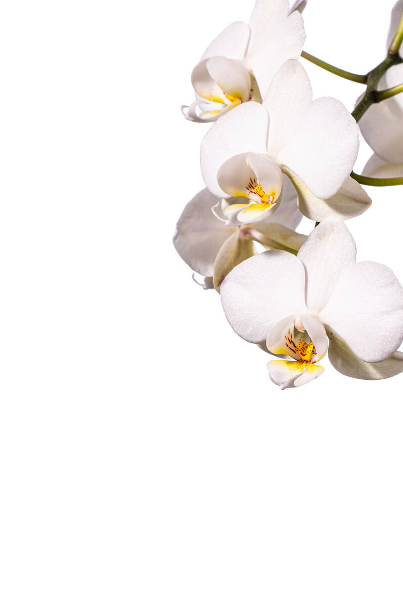 Blüten einer Orchidee der Gattung Phalaenopsis vor weißem Hintergrund