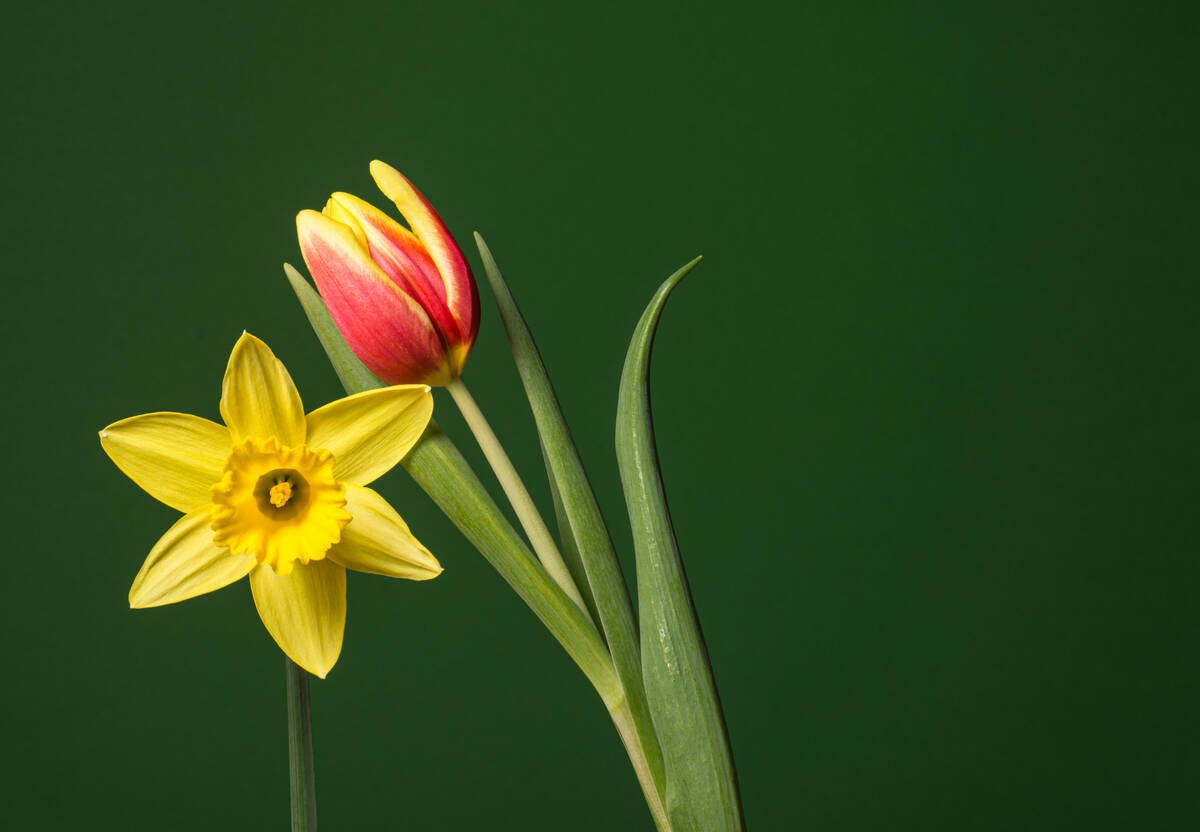 Blumenporträt einer Osterglocke zusammen mit einer rot-gelben Tulpe vor einem grünen Hintergrund