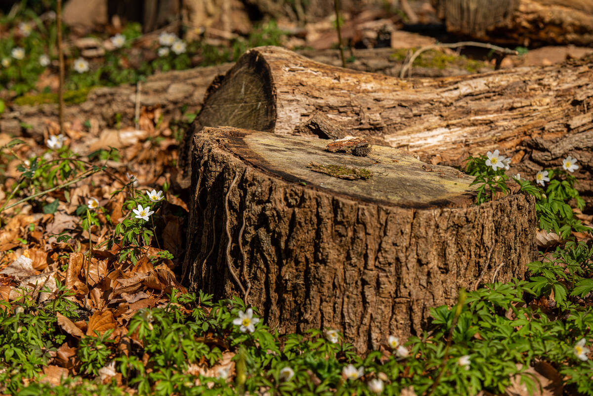 Buschwindröschen neben einem Baumstumpf am Waldboden im Ahrenshooper Holz