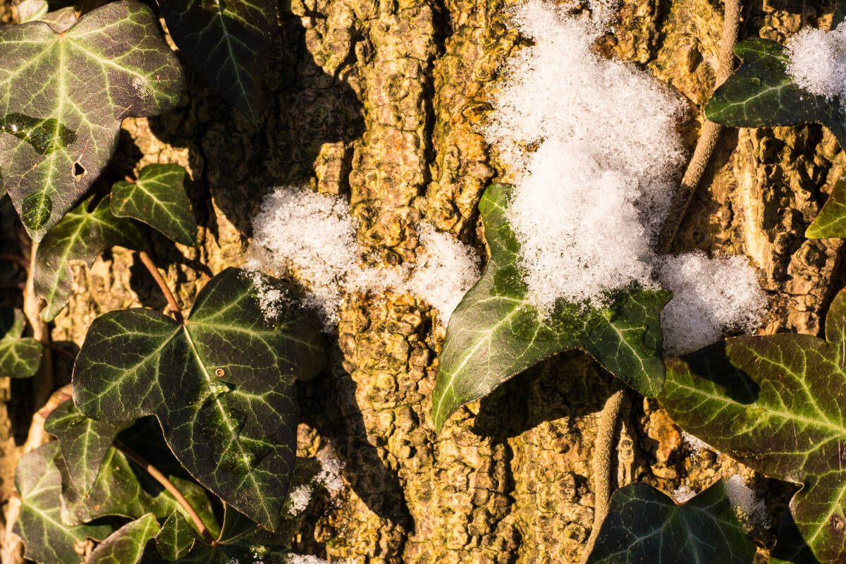Efeuranken an einem Baumstamm in der Sonne mit ein bisschen Schnee