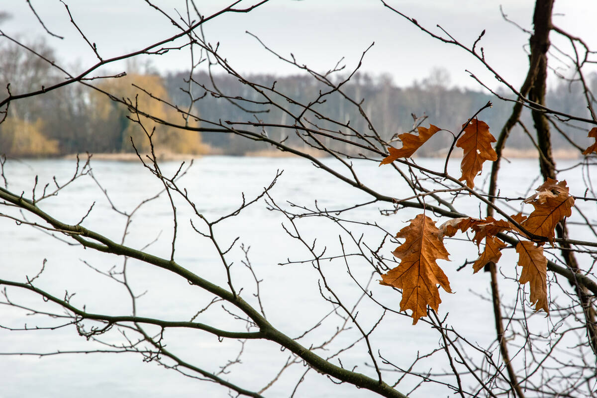 Eichenblatt an einem Zweig vor einem zugefrorenen See unscharf im Hintergrund