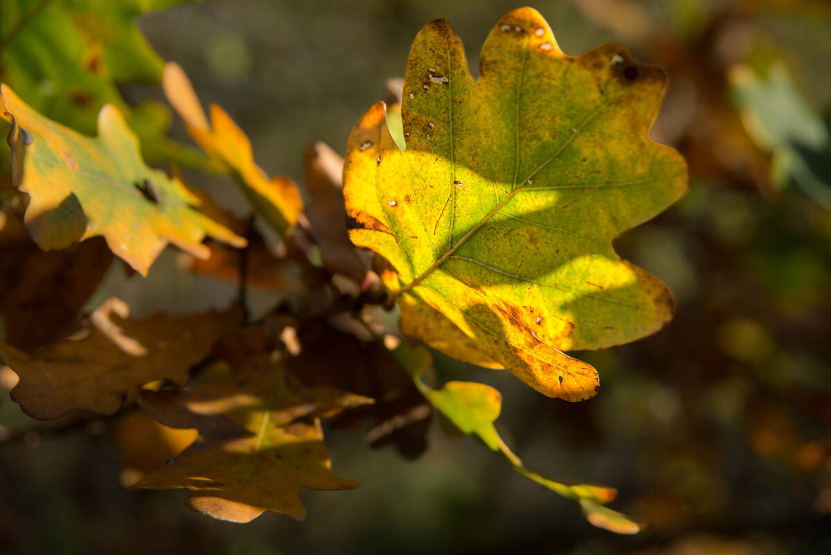 Eichenblatt am Baum mit deutlicher Maserung Anfang November mit Sonnenfleck