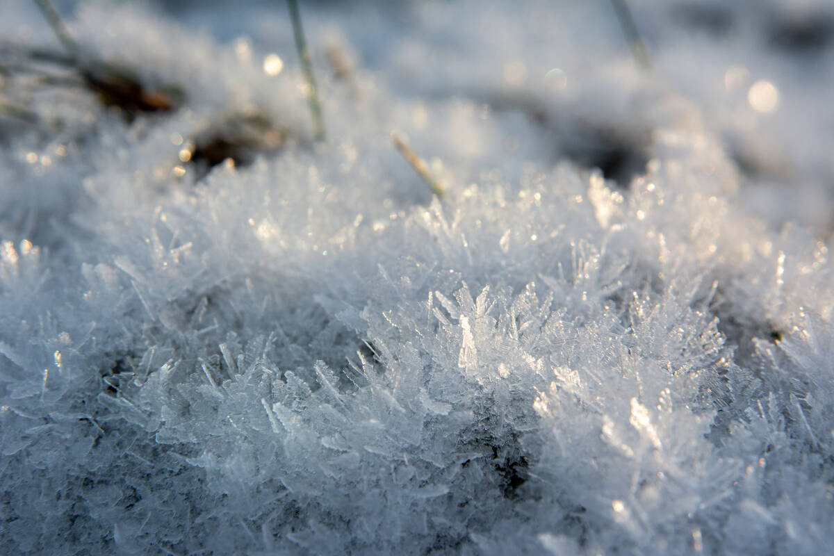 Eiskristalle am Waldboden, die der Frost dort hat wachsen lassen