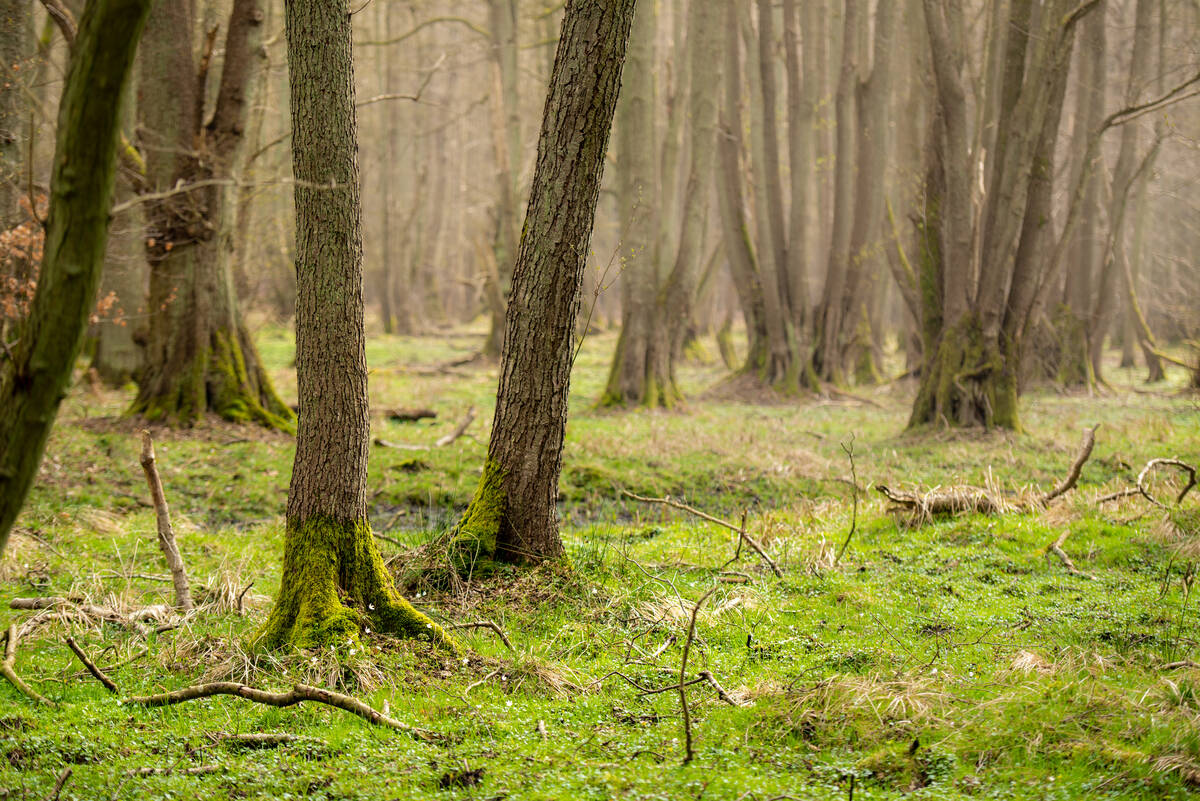Erlengrund im Darßwald: Zwei Erlenstämme, an deren Füßen viel frisches Grün und einige Buschwindröschen wachsen