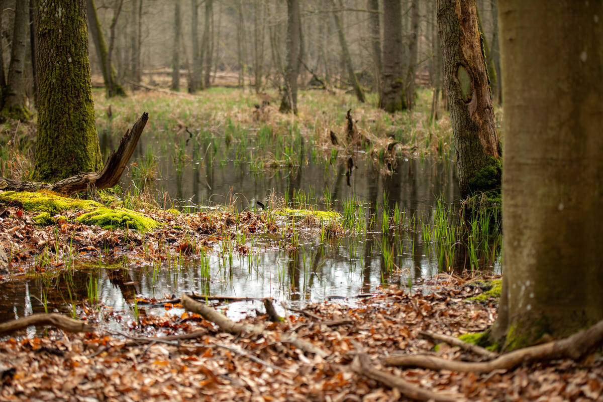 Erlengrund im Darßwald: Stehendes Wasser mit frischem Grün