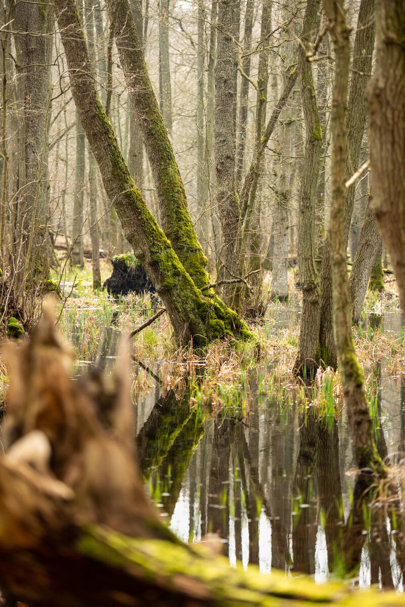 Erlengrund im Darßwald: Stark bemooste Stämme, die sich in der Wasseroberfläche davor spiegeln