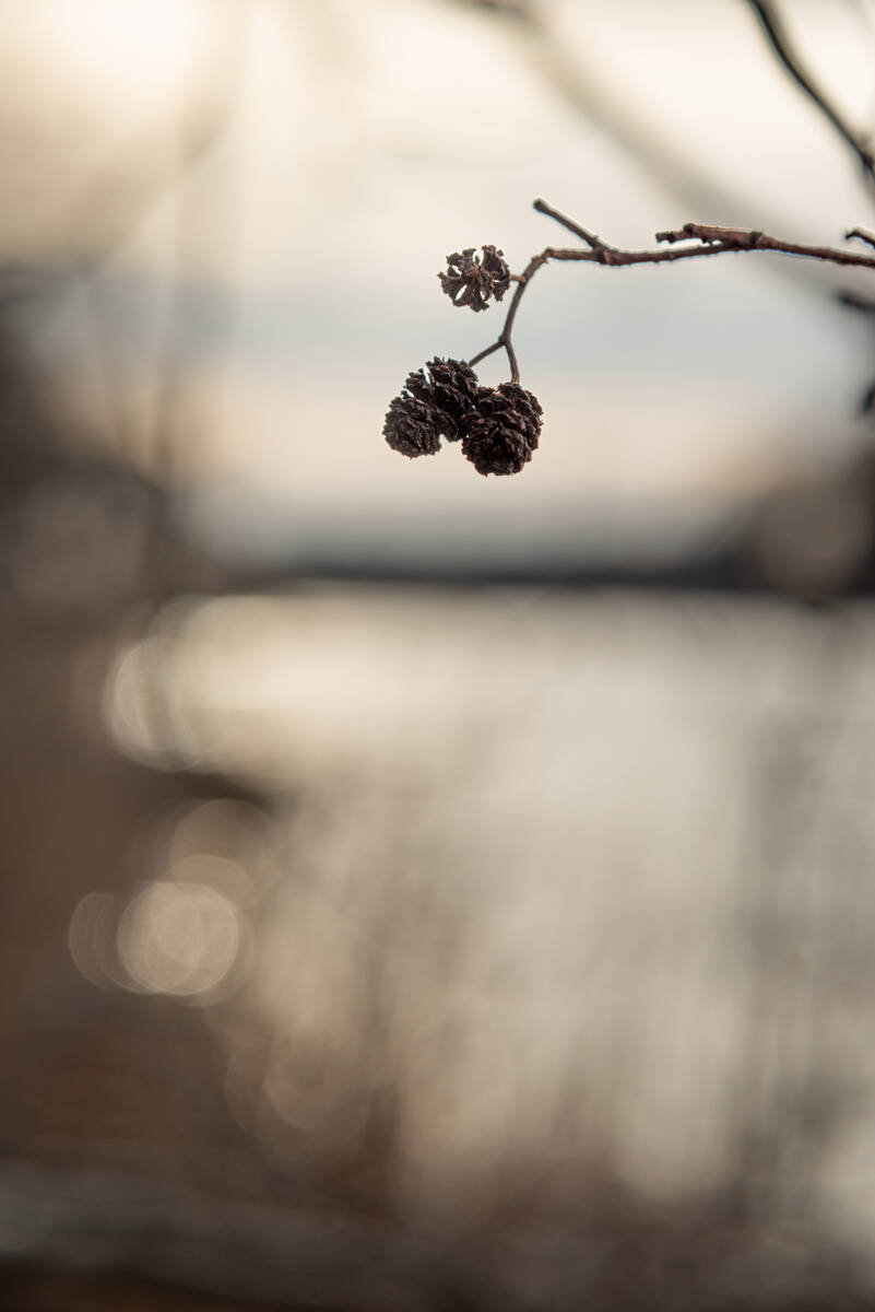 Erlenkätzchen im Winter vor dem Bohnenländer See