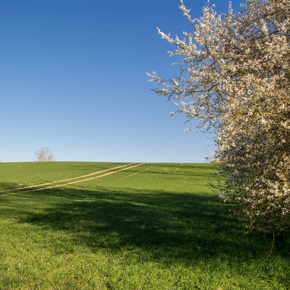 Feld in frischem Grün, Busch in voller Frühlingsblüte, strahlend blauer Himmel