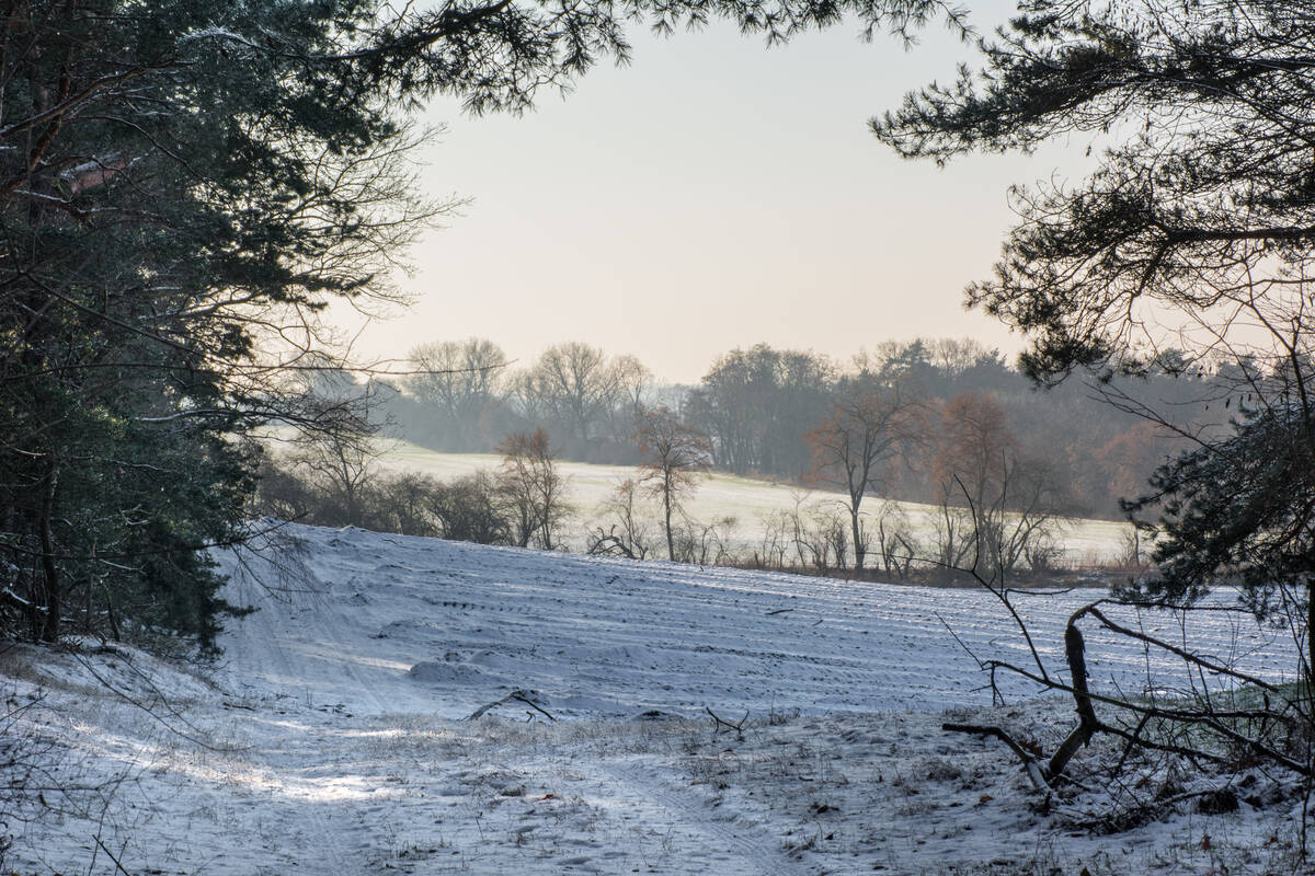 Feld im Schnee mit weiterem Feld im Hintergrund, das von Bäumen umrandet ist; die Szene ist winterlich und etwas diesig 