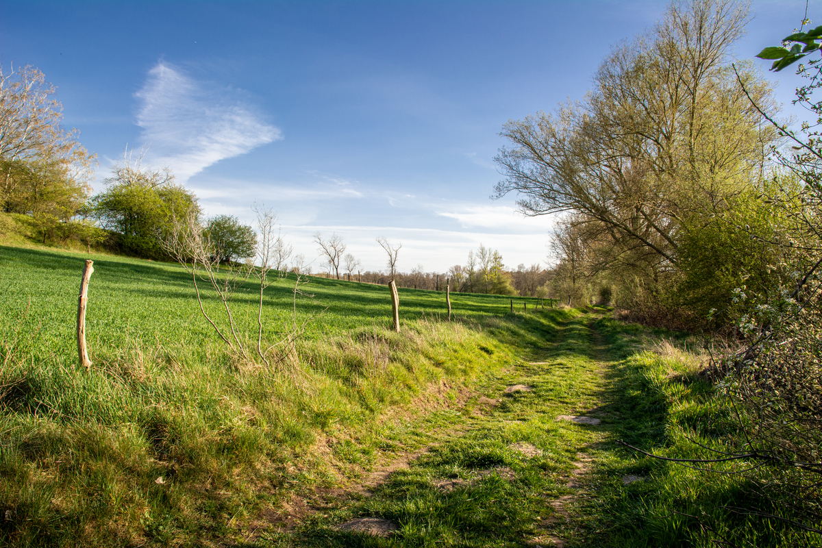 Feldweg im Frühling mit grüner Wiese, blauem Himmel und Bäumen mit frischem Grün