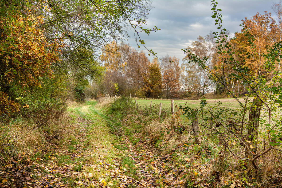 Feldweg mit Birken und anderen Bäumen im Hintergrund