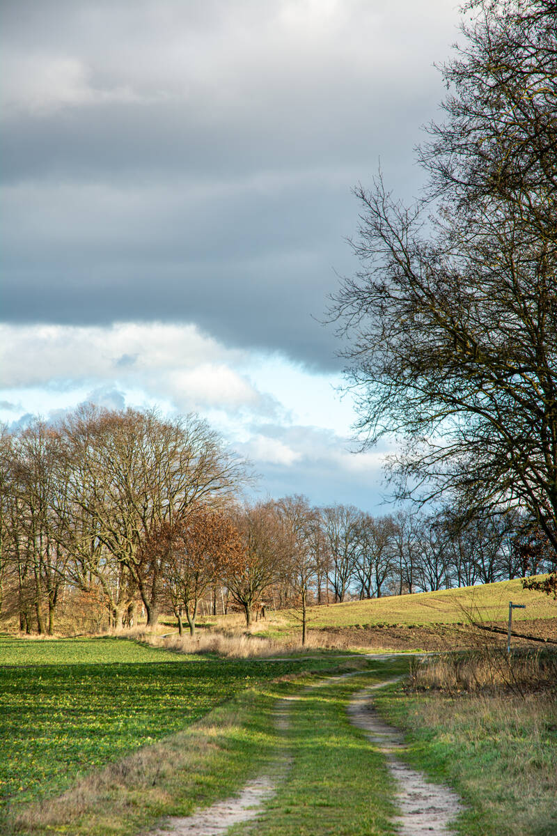 Feldweg in Richtung einer Kreuzung, der von Bäumen gesäumt ist, mit sonnenbeschienener Landschaft im Mittel- und Hintergrund