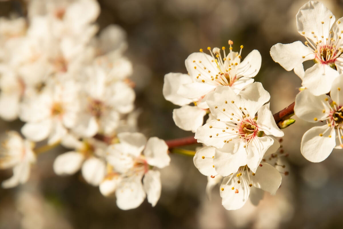 Frühlingsblüten am Zweig einer Kirschpflaume