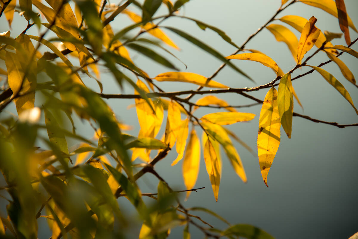 Herbstlaub im Gegenlicht an einem Zweig über dem Wasser