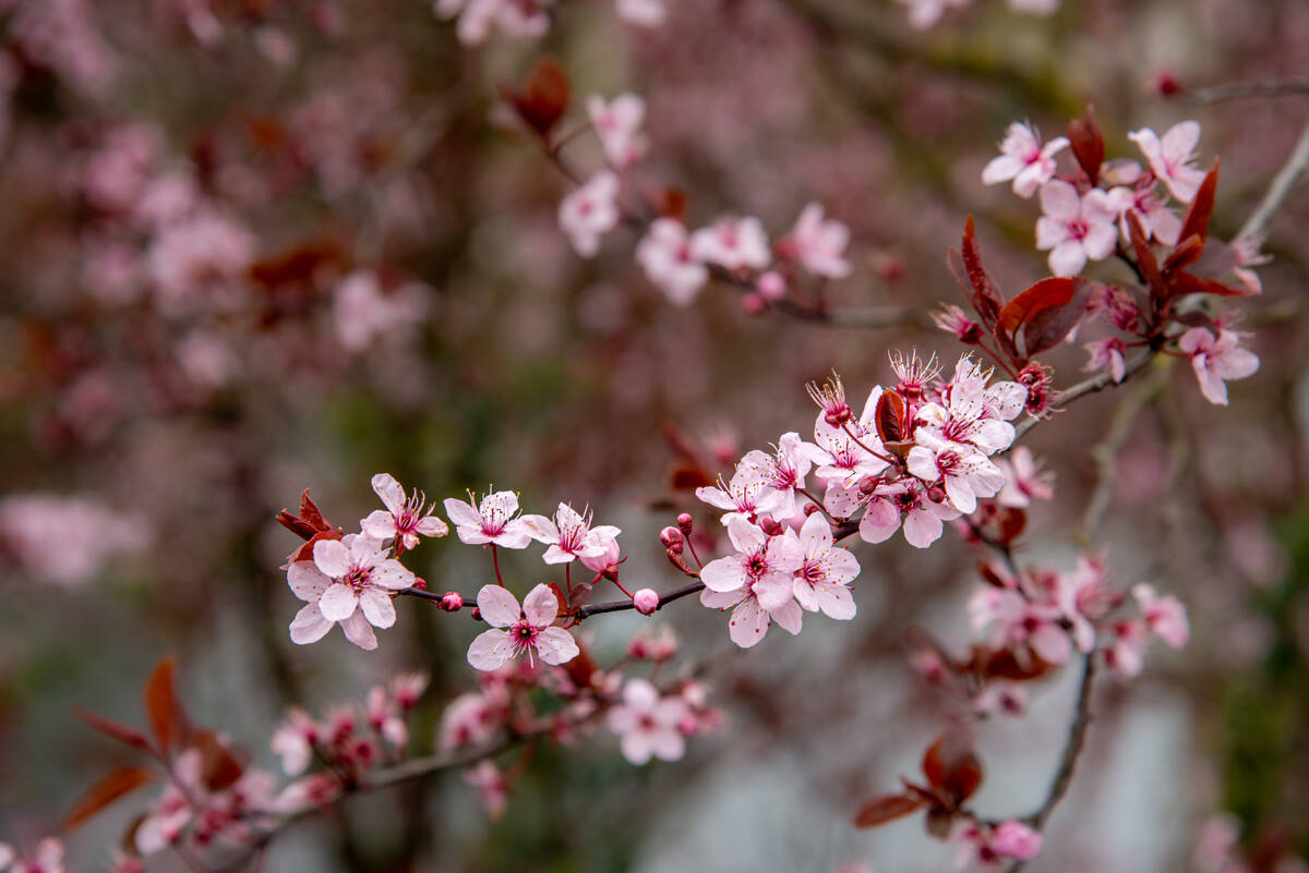 Kirschblüten einer Japanischen Kirsche