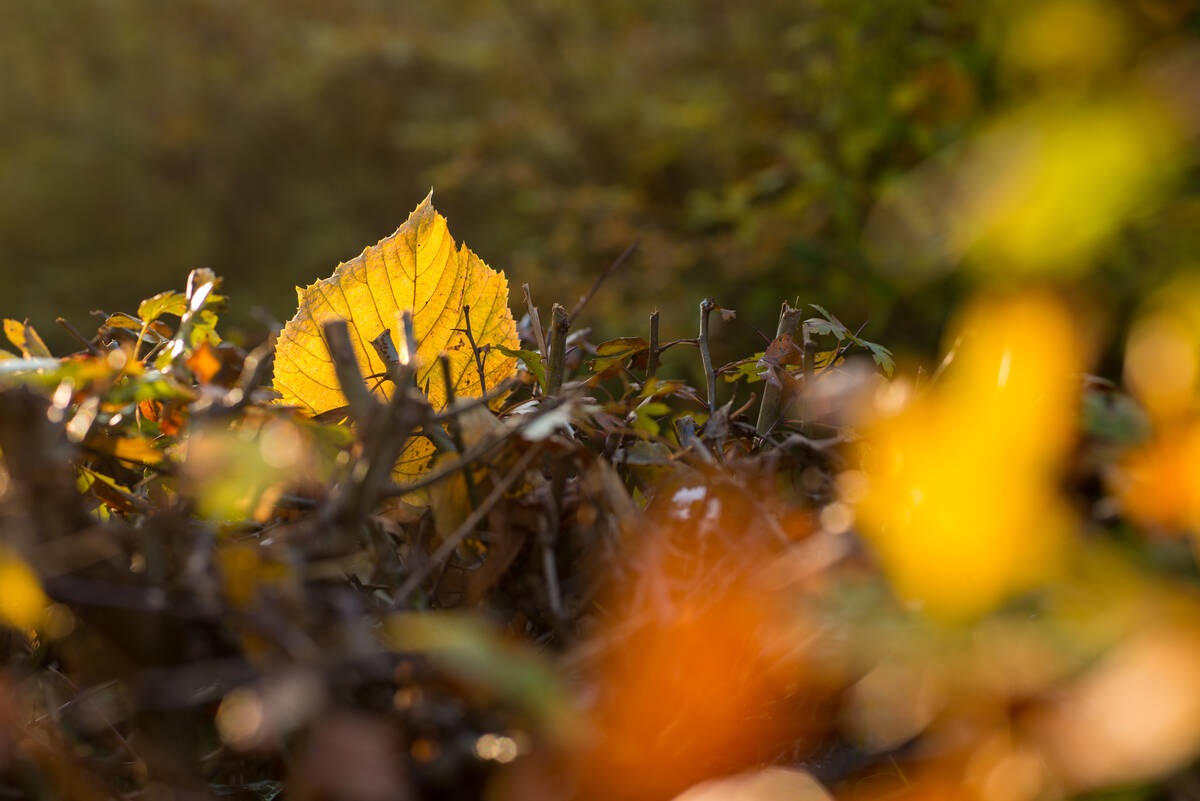 Lindenblatt steckt aufrecht auf einer sauber geschnittenen Hecke im Gegenlicht, insgesamt etwas weniger Tiefenschärfe