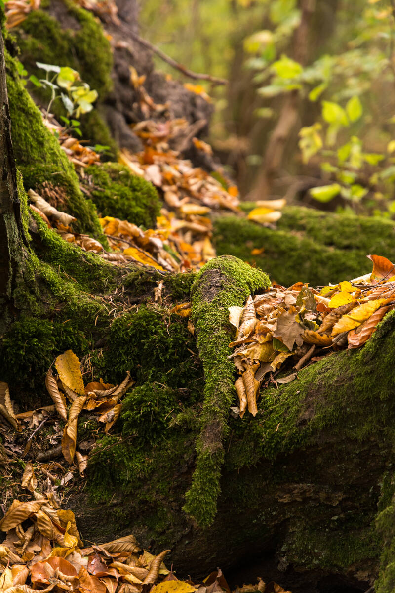Mooswurzel im Herbst-Wald