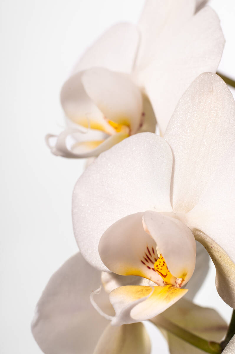 Orchidee der Gattung Phalaenopsis vor weißem Hintergrund und einer weiteren Blüte