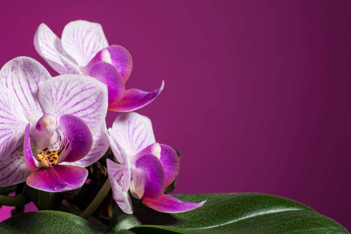 Orchidee der Gattung Phalaenopsis vor pinkfarbenen Hintergrund