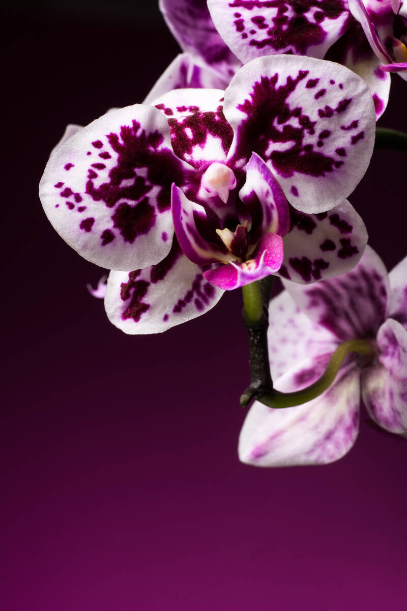 Orchidee der Gattung Phalaenopsis vor violetten Hintergrund