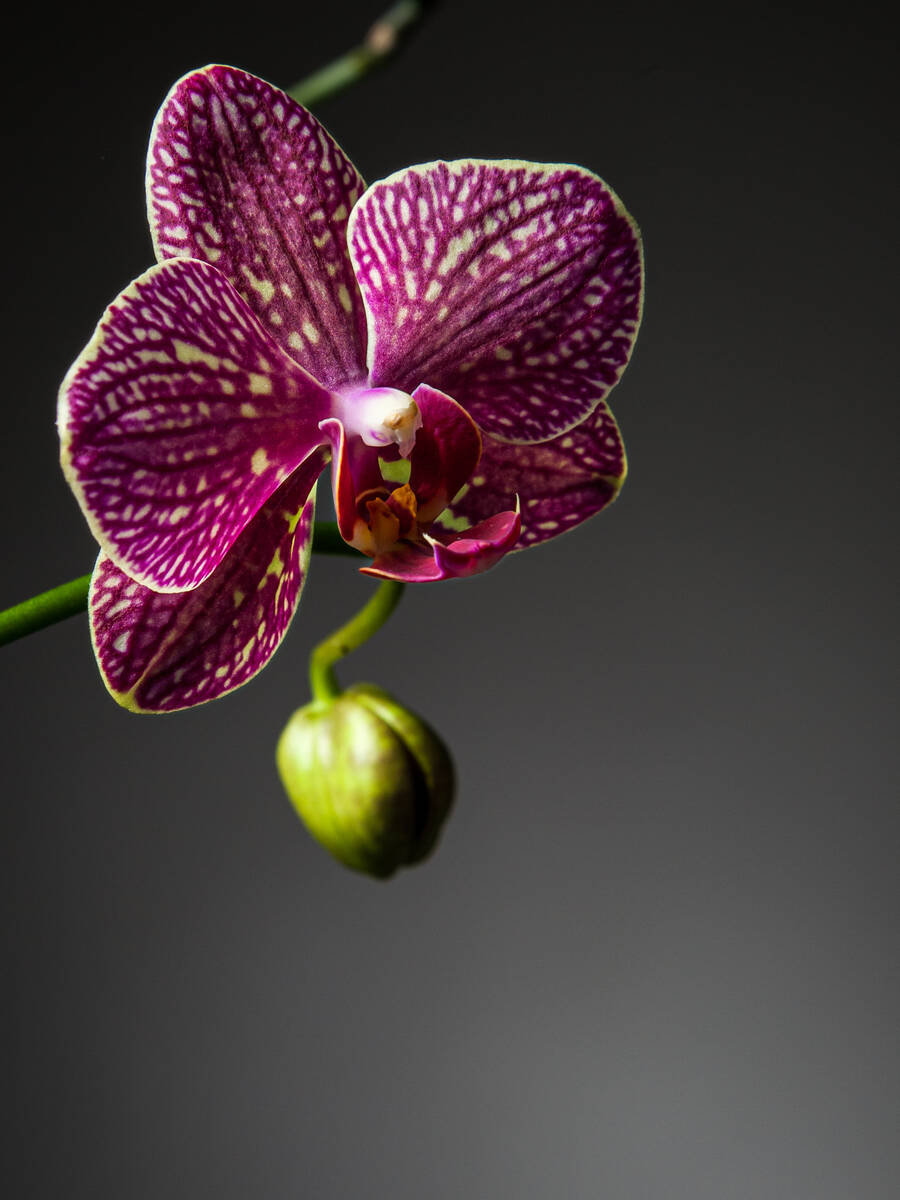 Orchidee der Gattung Phalaenopsis vor grauem Hintergrund
