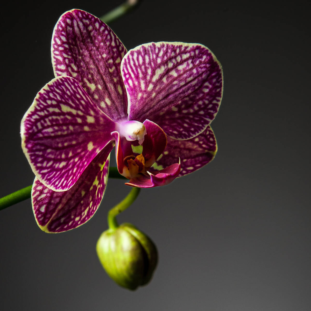 Orchidee der Gattung Phalaenopsis vor grauem Hintergrund