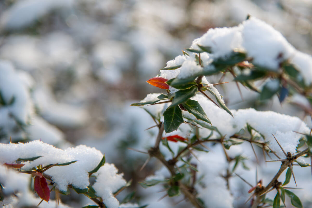 Schnee auf dornigem Zierbusch mit vereinzelten roten Blättern neben den Immergrünen