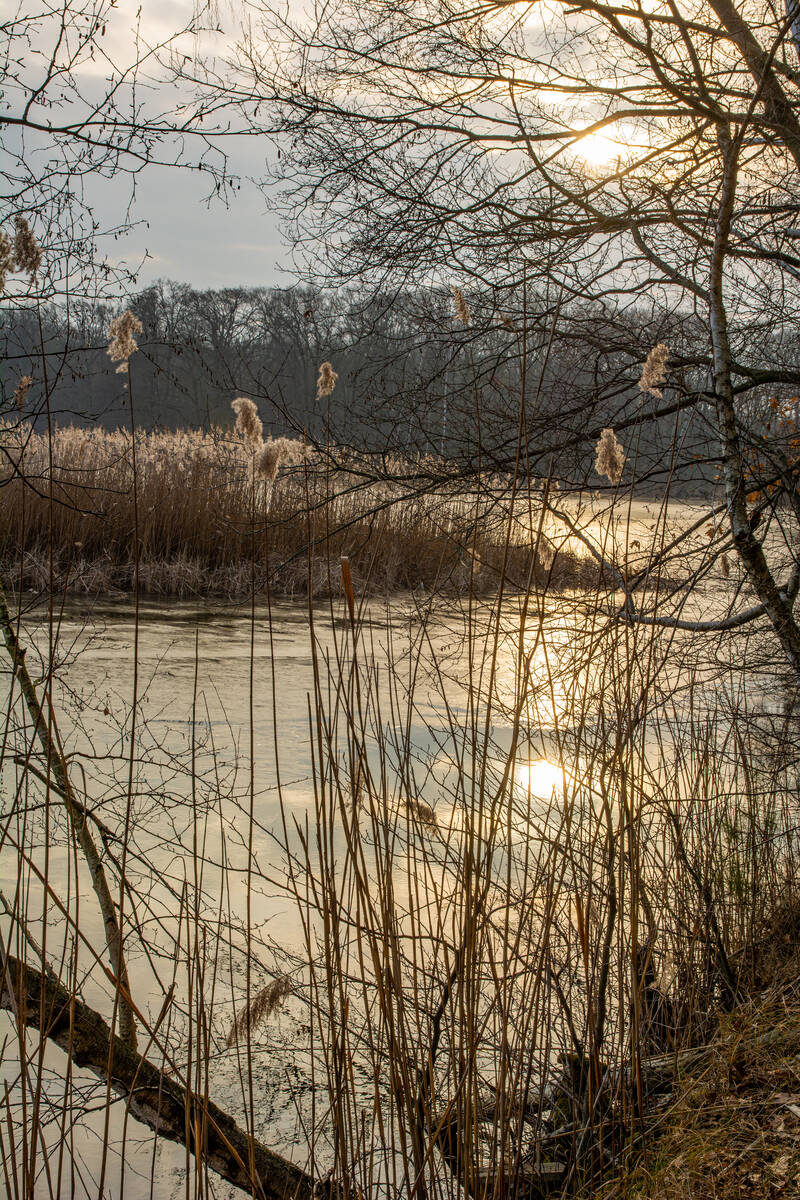 Ufer eines Sees mit Schilf in winterlichem Gegenlicht