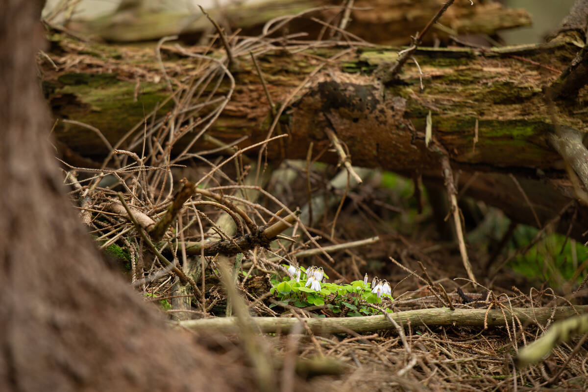 Waldsauerklee zwischen trockenem Fichtenreisig und anderem verrottendem Holz