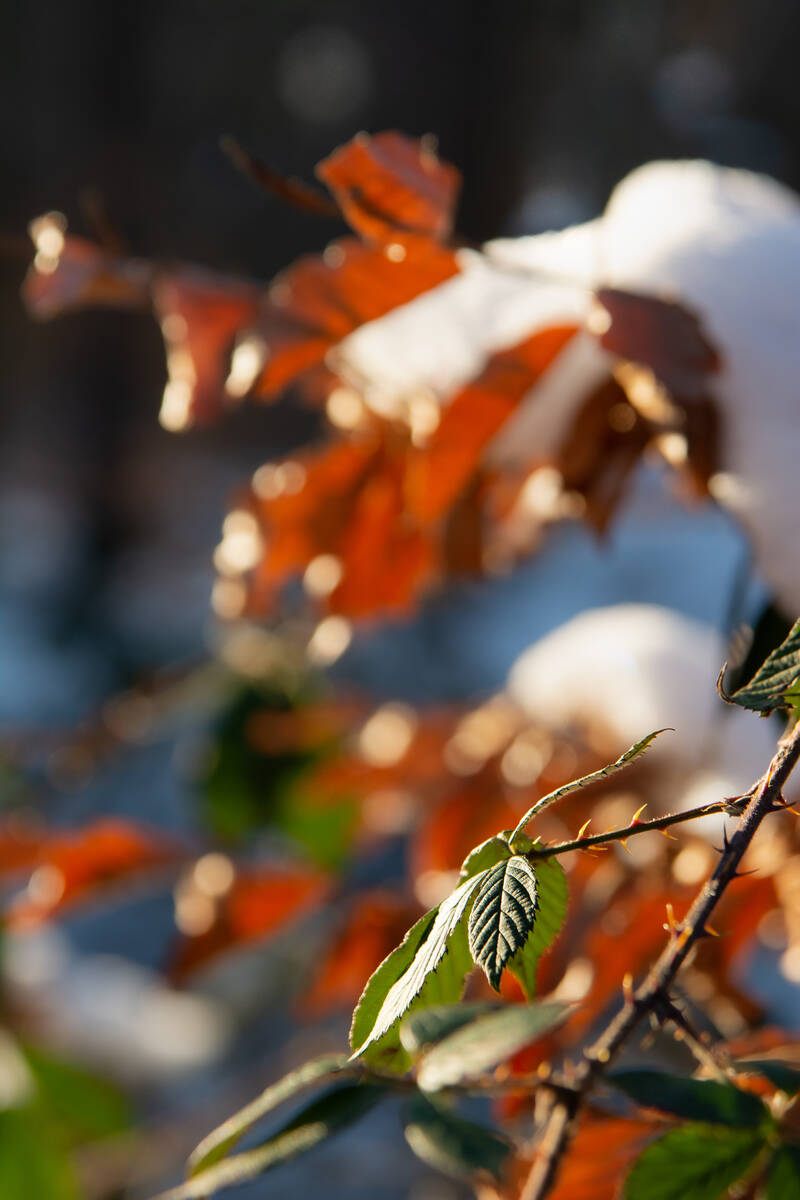 Zweig mit Dornen und grünen Blättern im Winter im Wald