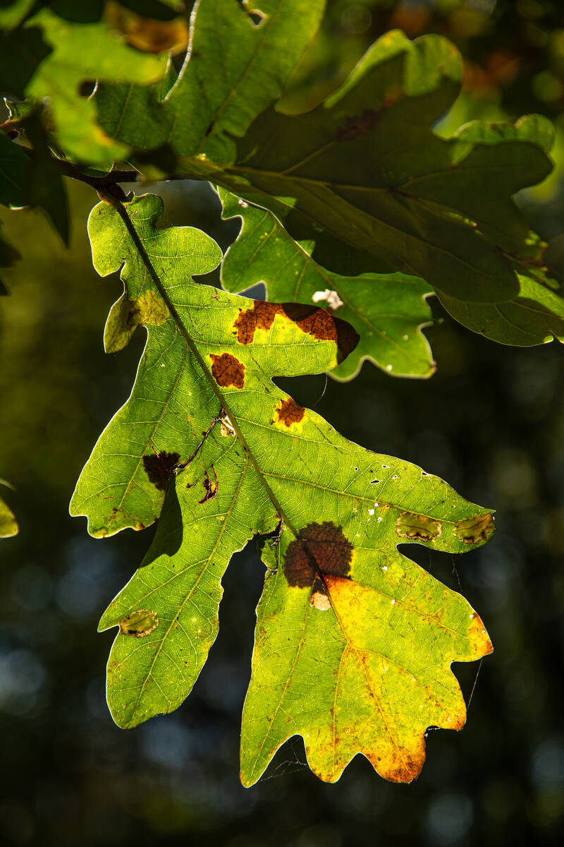 Eichenlaub am Baum, das sich herbstlich verfärbt