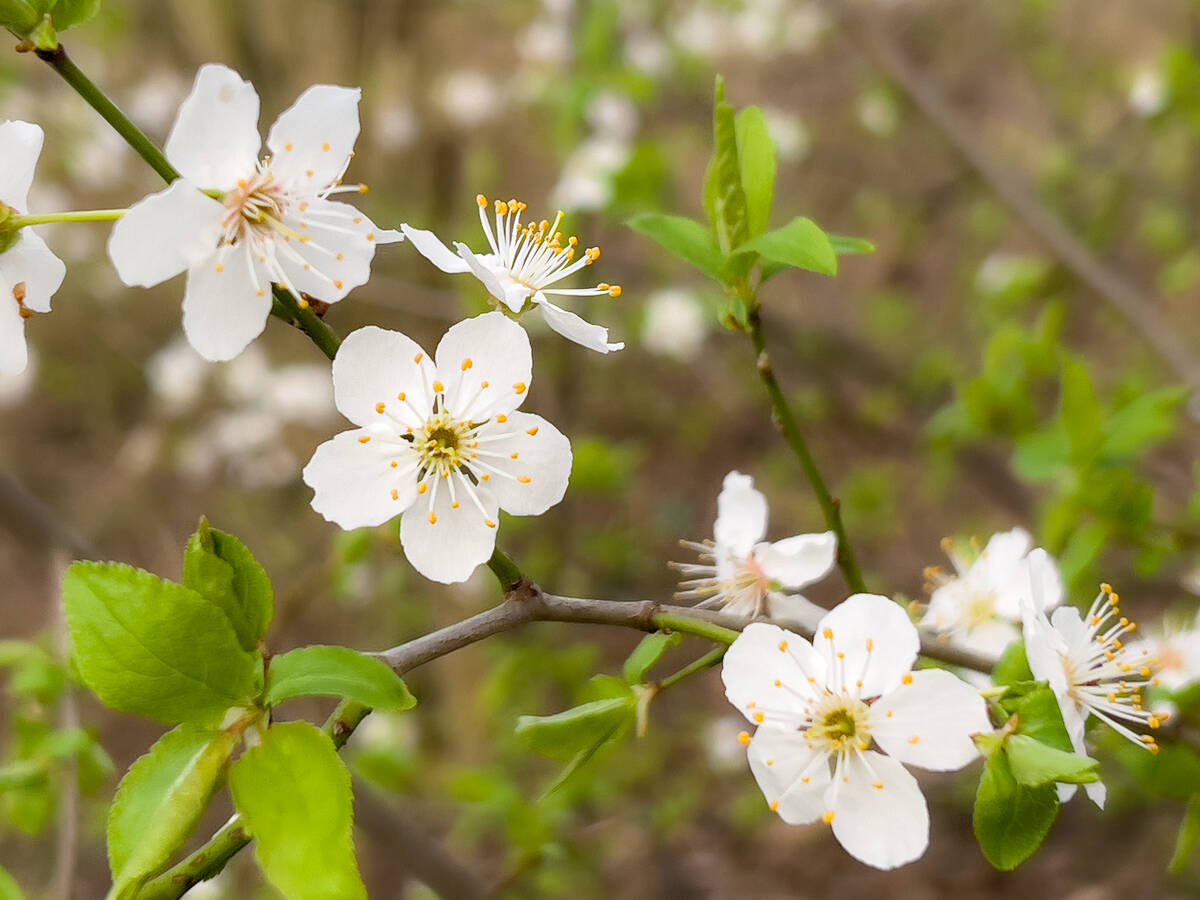 Obstblüten mit dem Handy fotografiert, weiße Blütenblätter, gelbe Staubgefäße