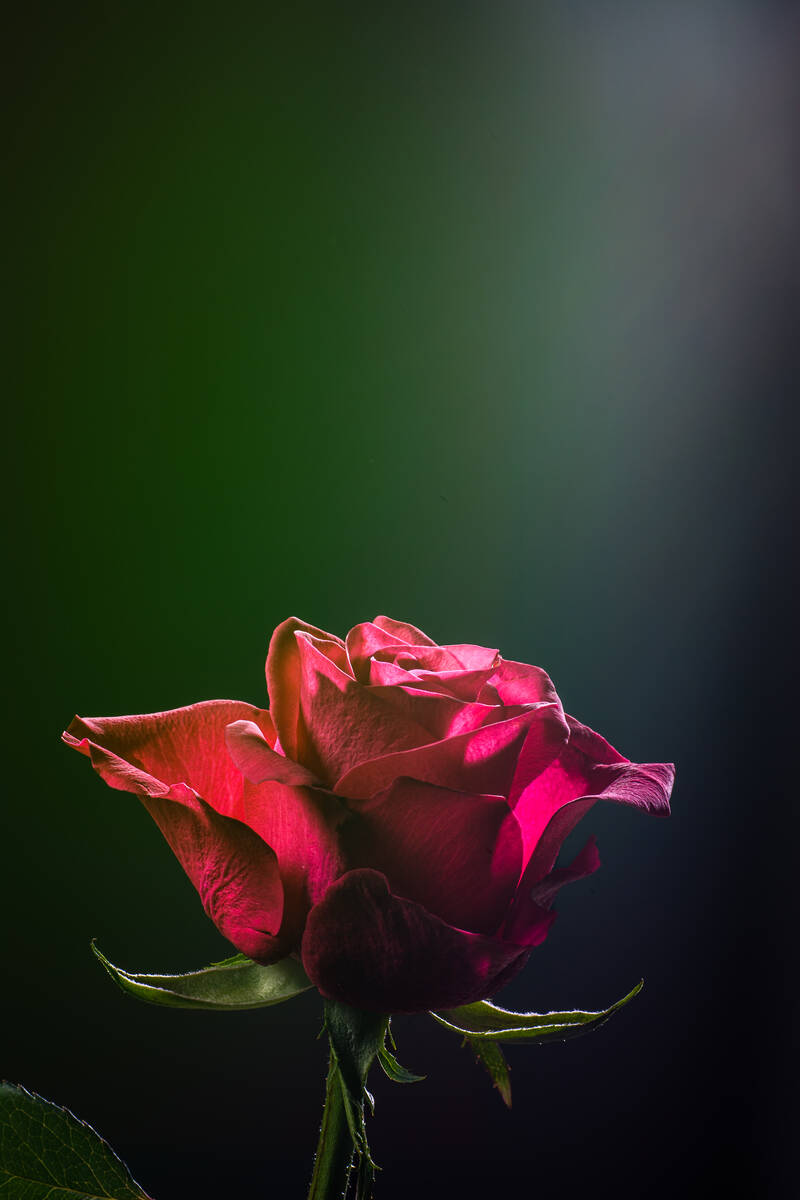 Rose wie im Scheinwerferlicht auf der Bühne