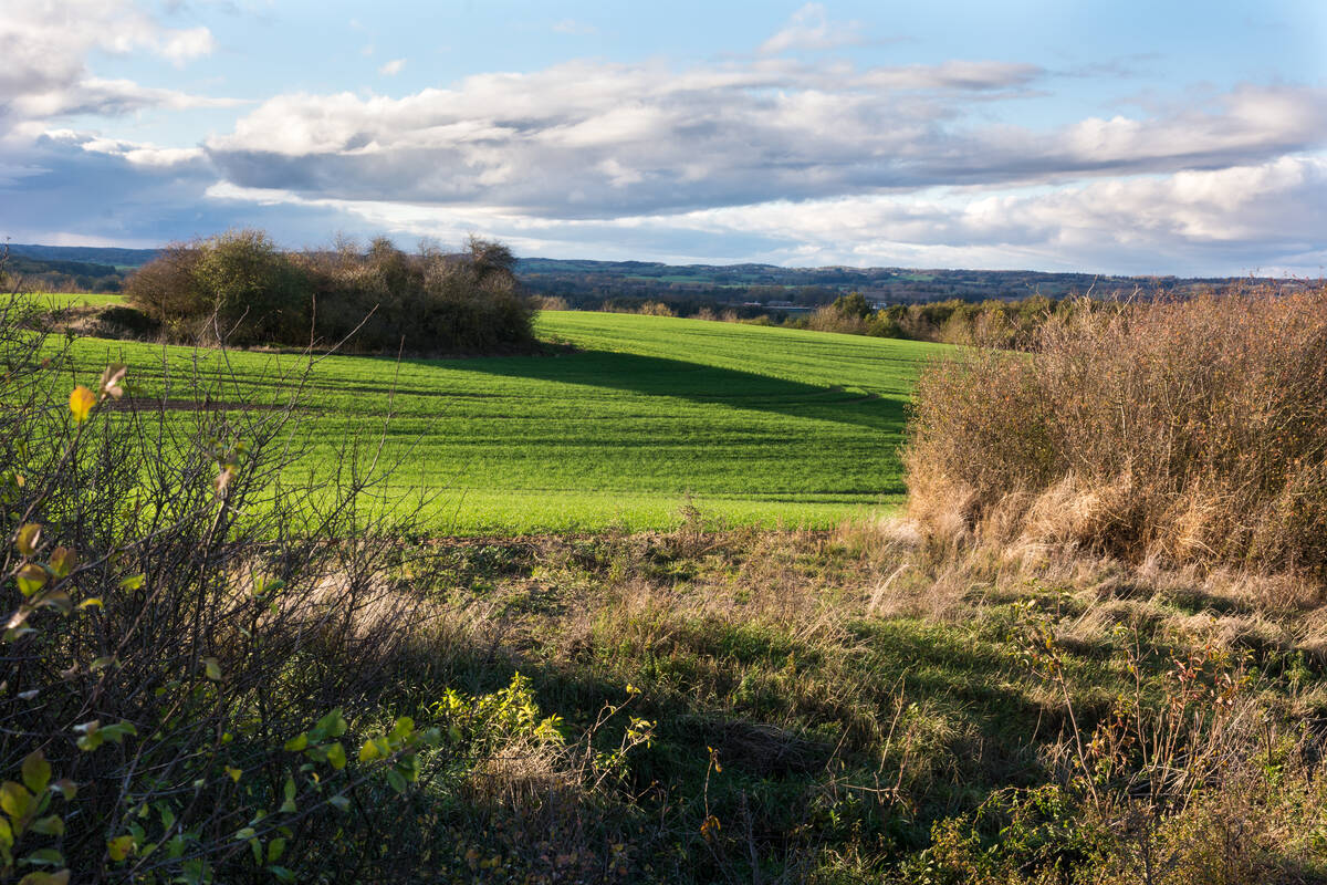 Schauinsland mit grünem Feld und Waldstücken Ende Oktober