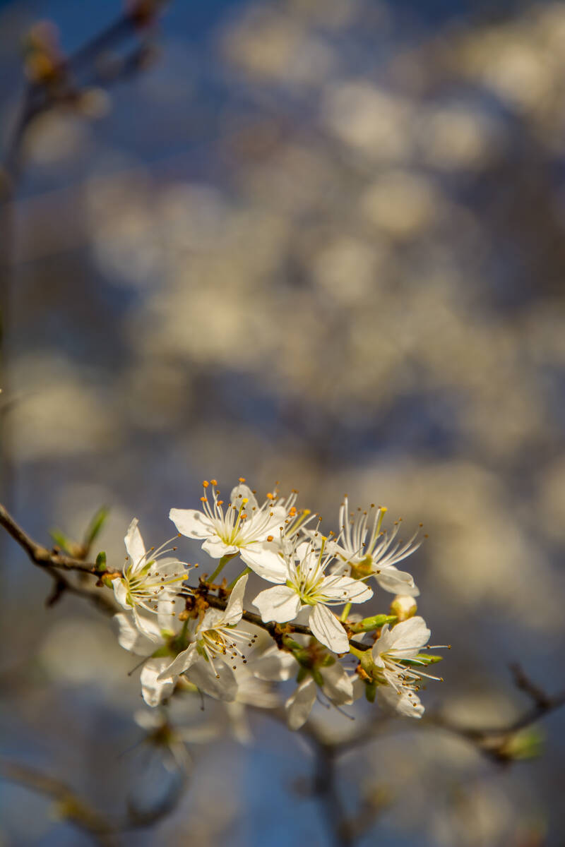 Zweig mit Kirschpflaumenblüten an einem buschig gewachsenen Baum vor blauem Himmel